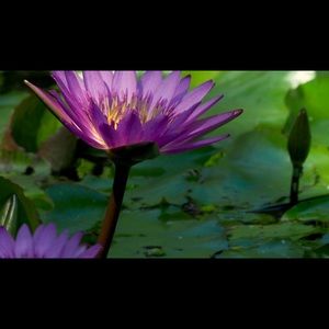 Meet your Posher, Page